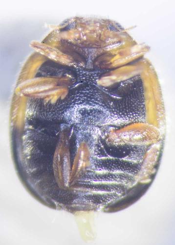 Réf. 212 394 : Scymnus interruptus